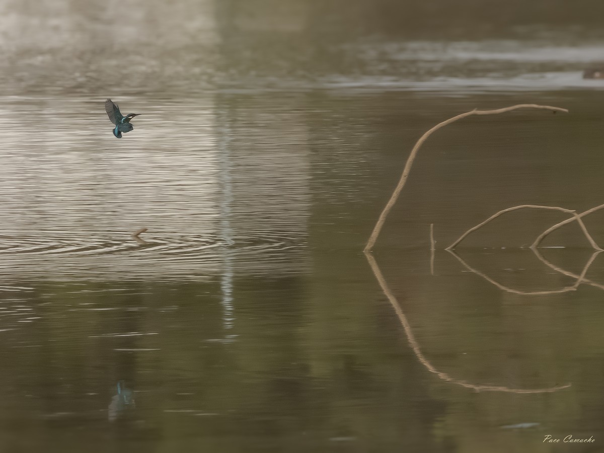 Common Kingfisher - ML642715145