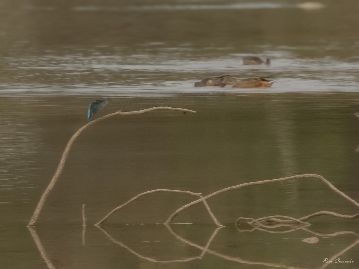 Common Kingfisher - ML642715146