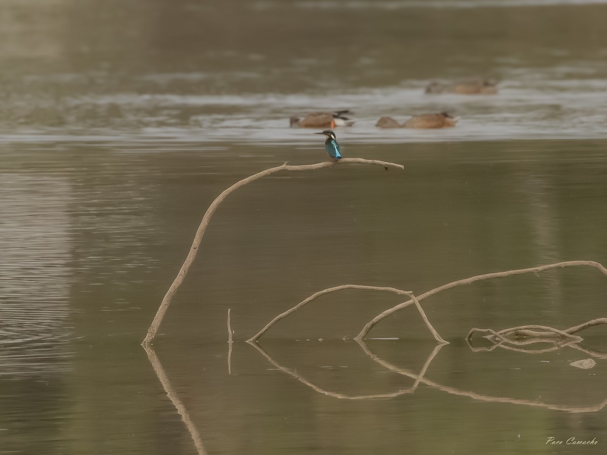 Common Kingfisher - ML642715147