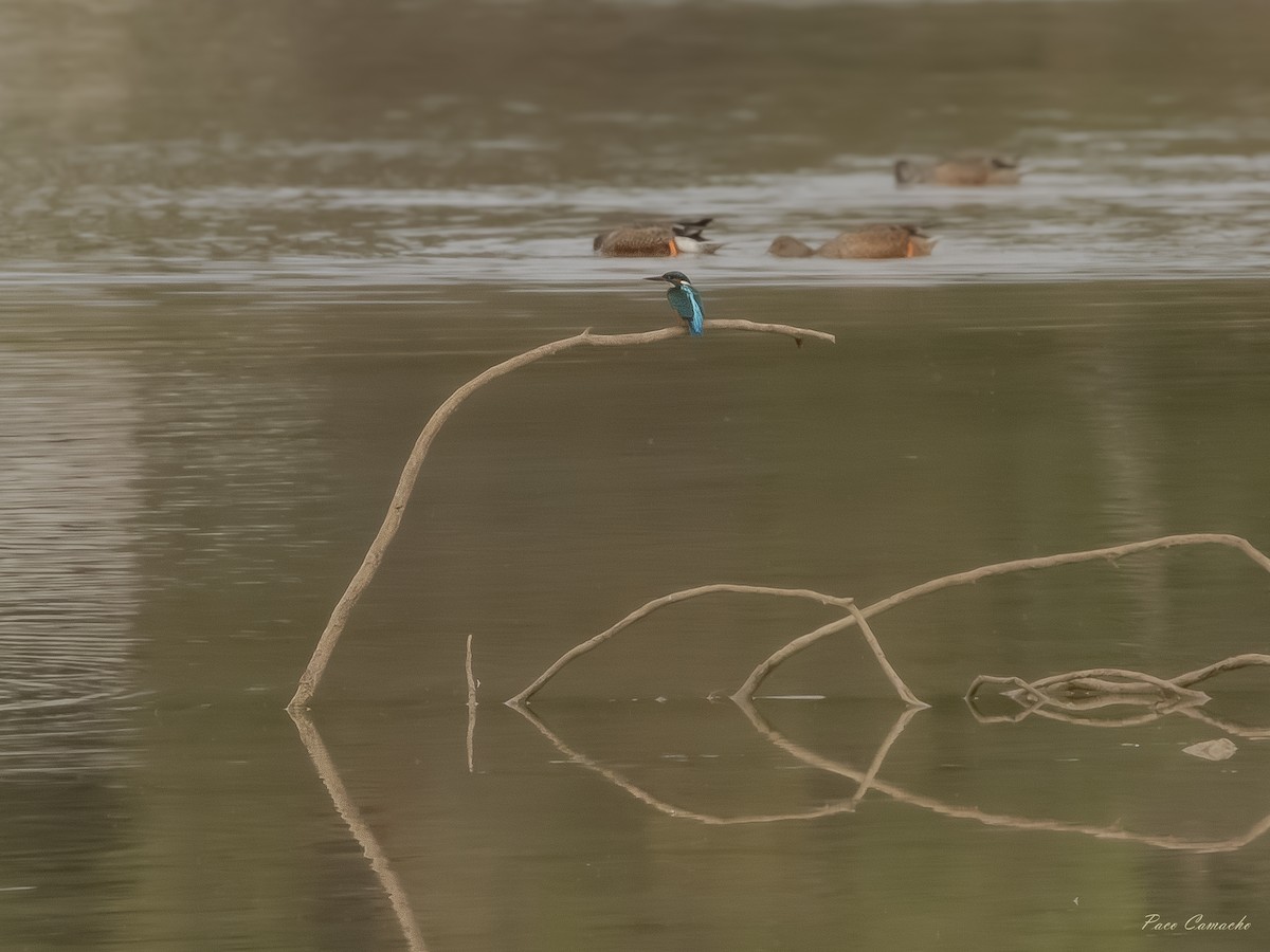 Common Kingfisher - ML642715148