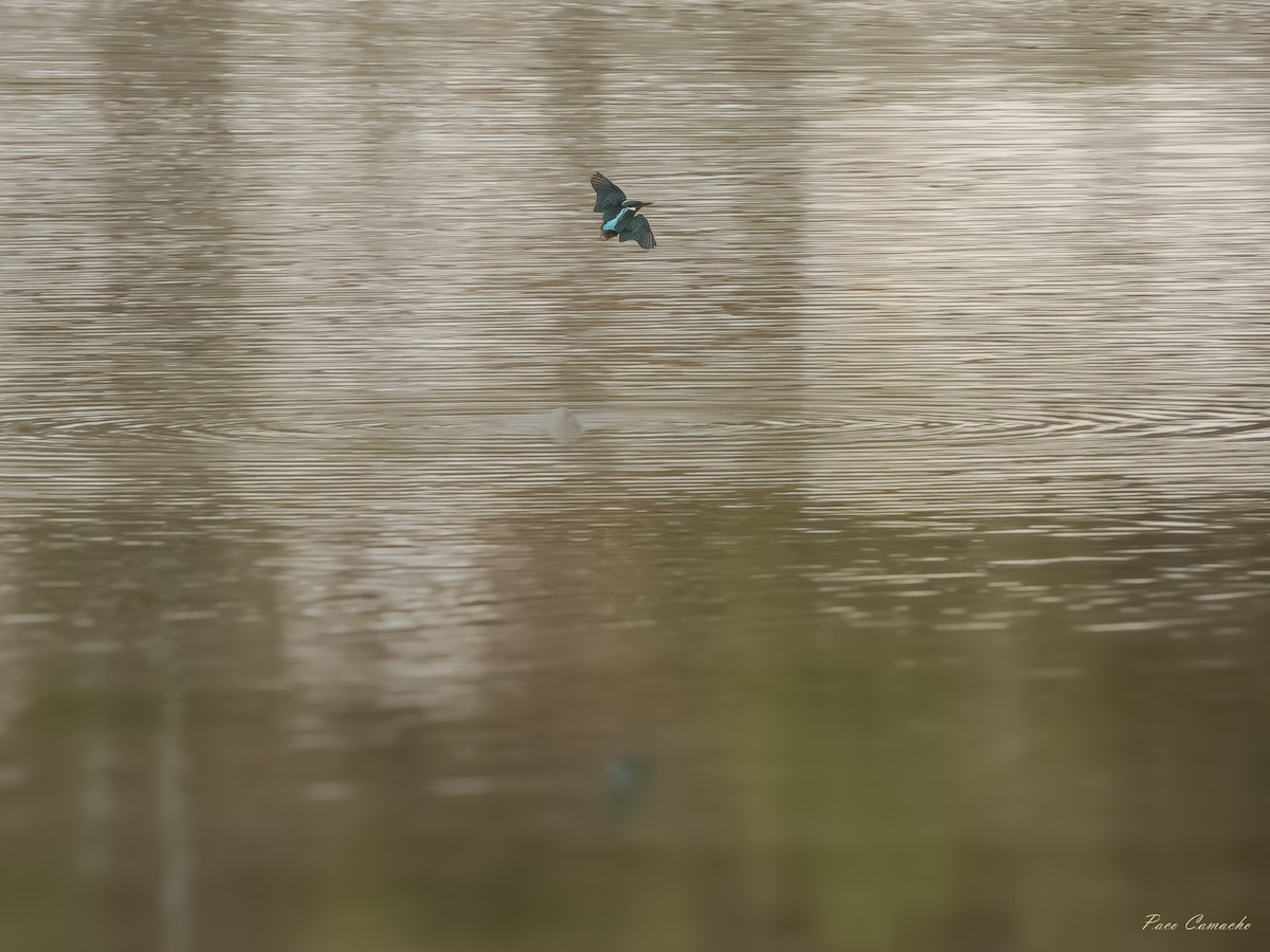 Common Kingfisher - ML642715149