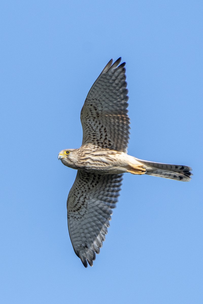 Eurasian Kestrel - ML642715153