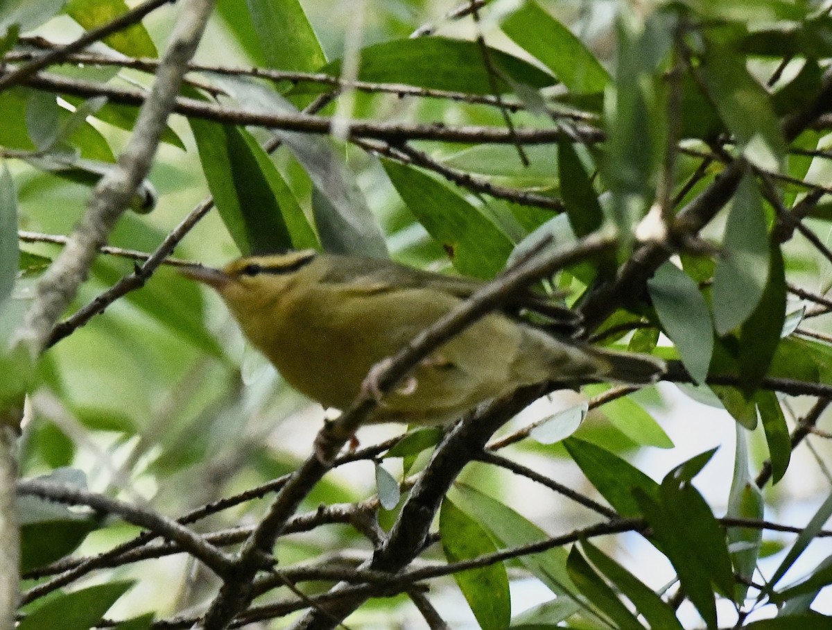 Haldenwaldsänger - ML642715158