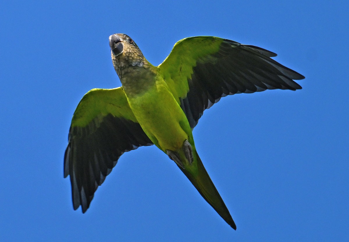 Conure cuivrée - ML642715172