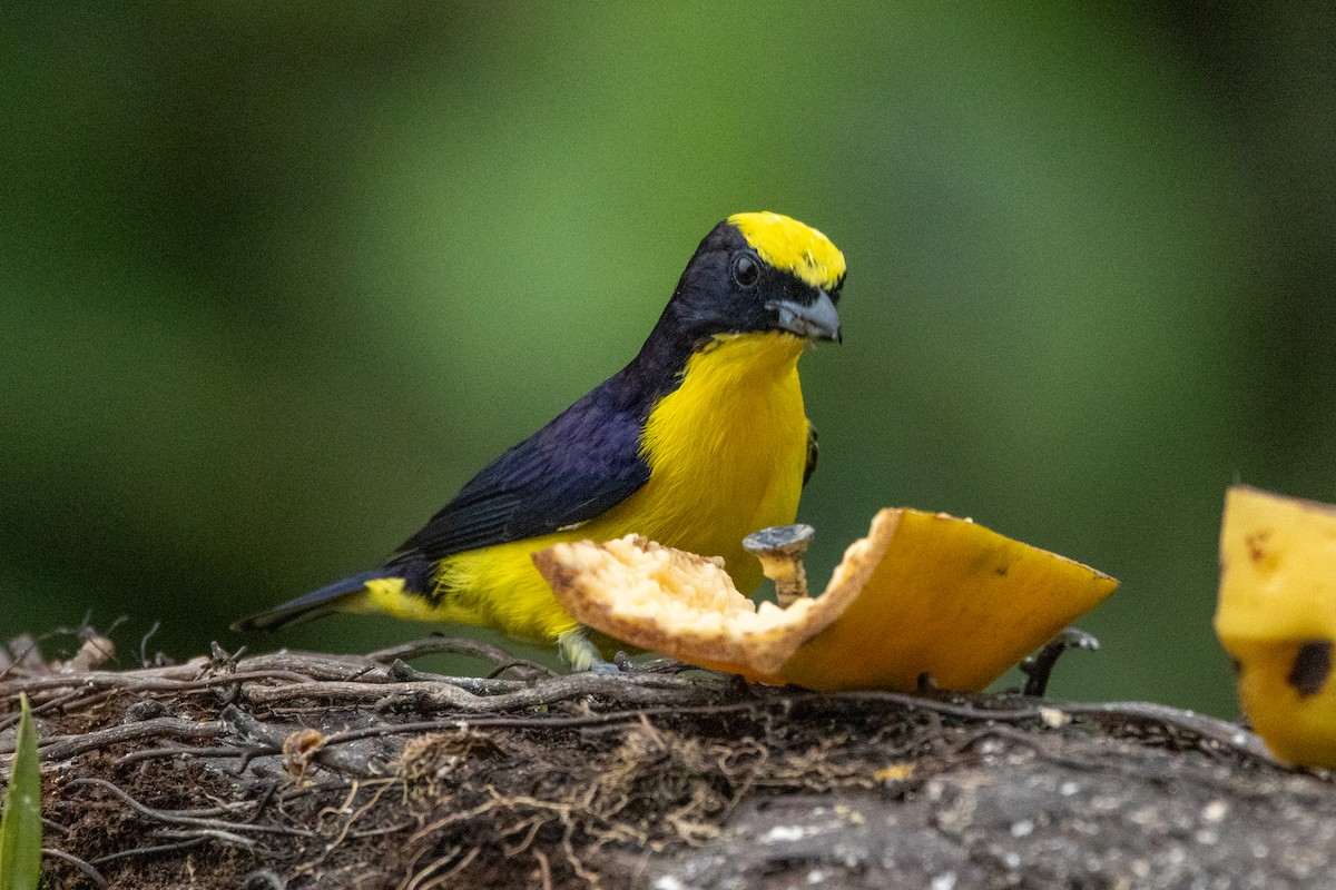 Thick-billed Euphonia - ML642715203