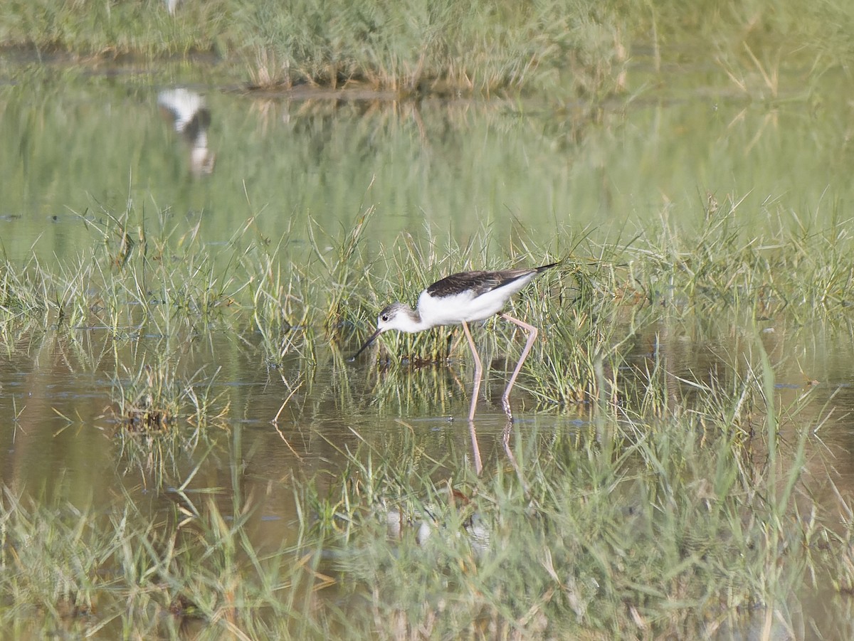 Black-winged Stilt - ML642715211