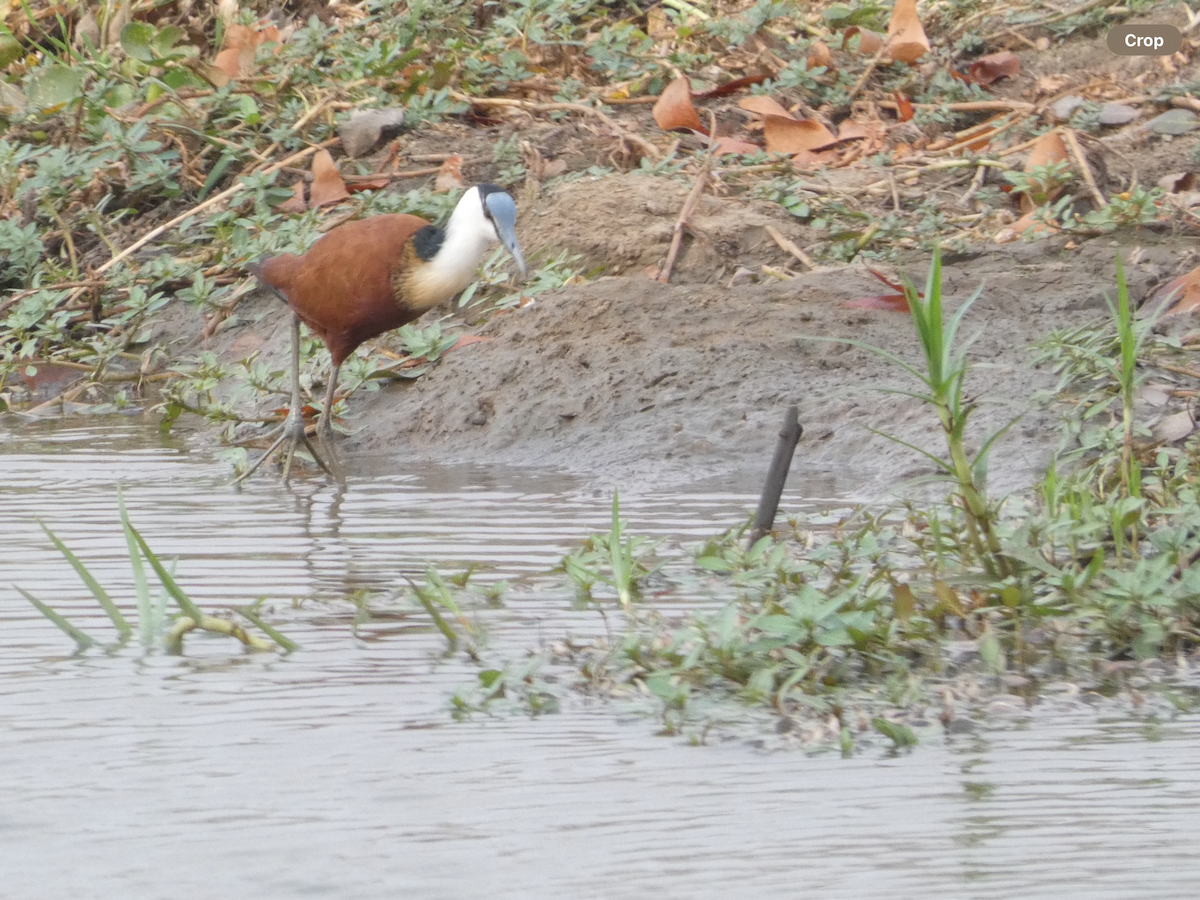 African Jacana - ML642715213