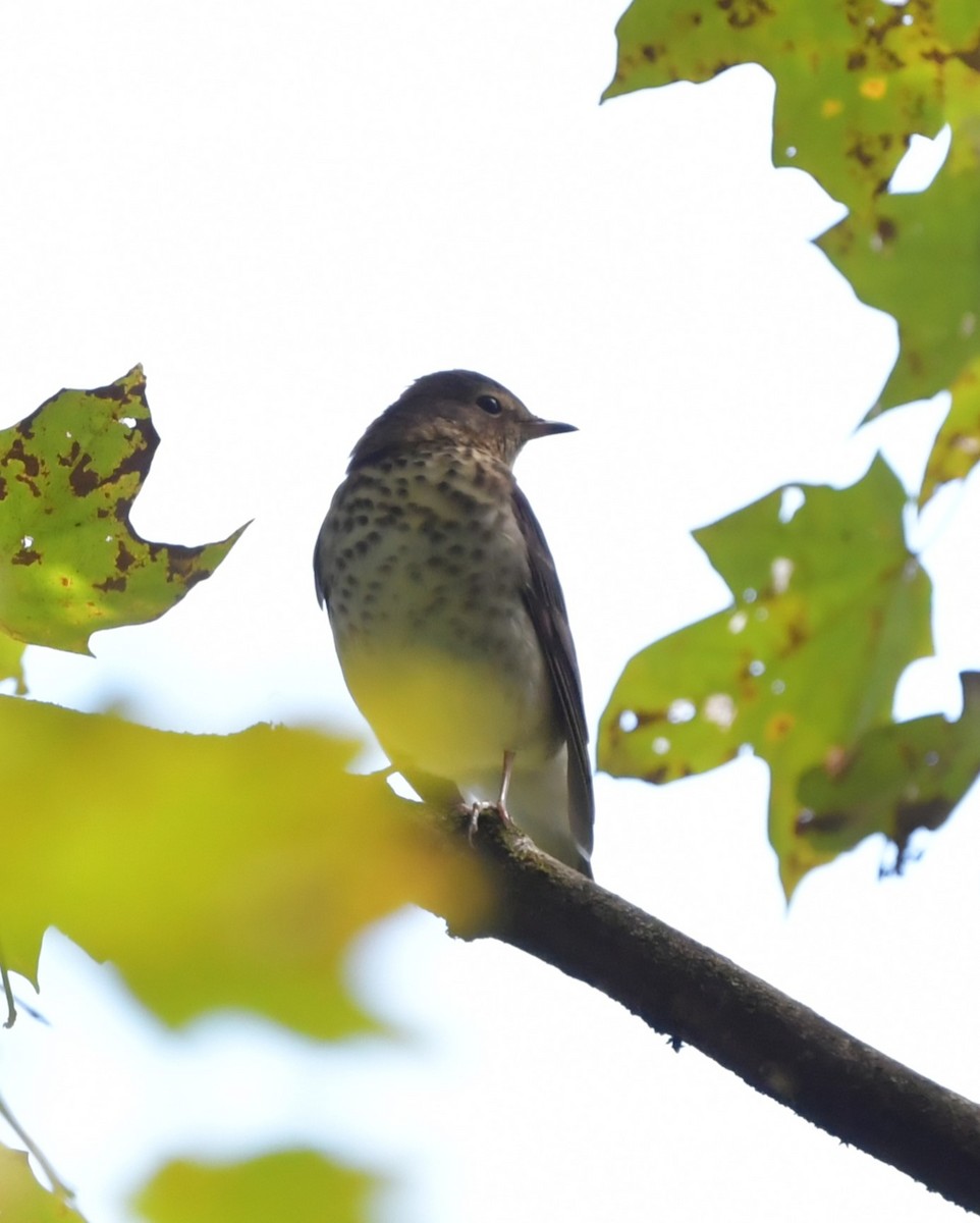 Gray-cheeked Thrush - ML642715214