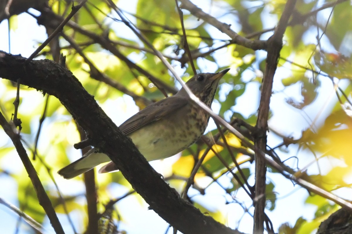 Gray-cheeked Thrush - ML642715215