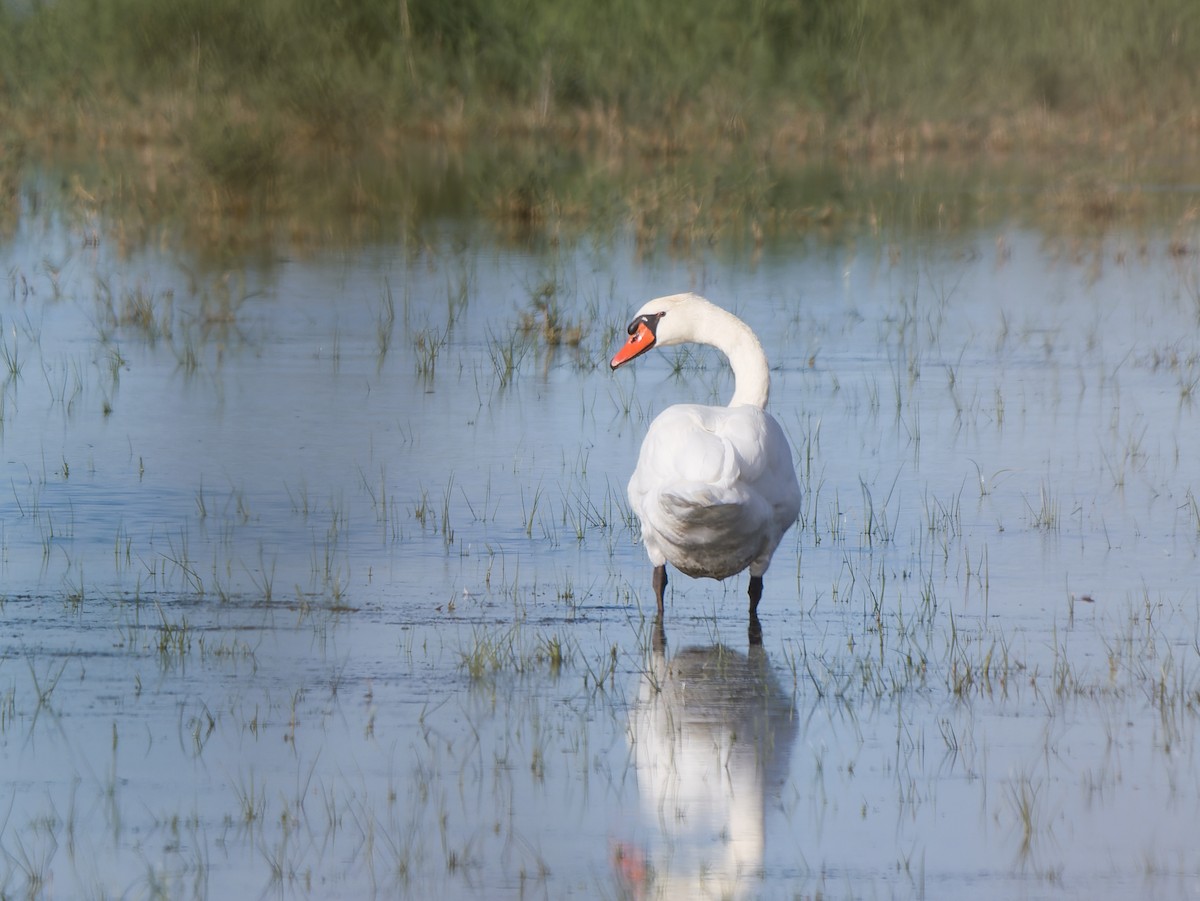 Mute Swan - ML642715225