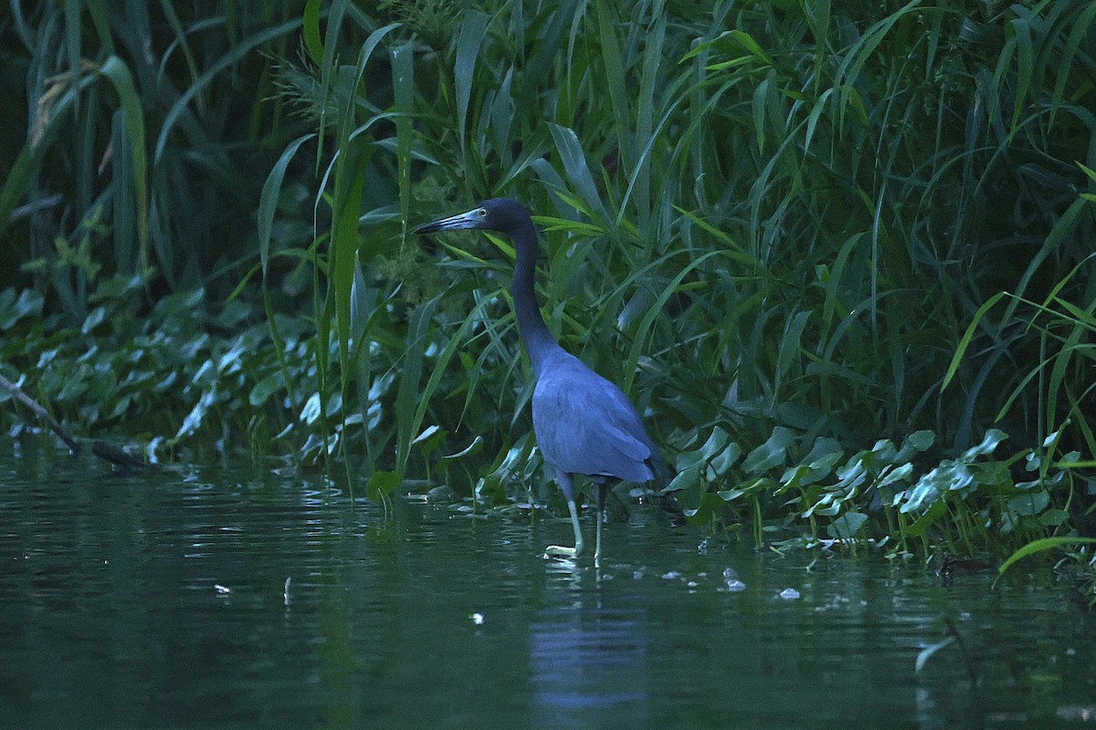 Little Blue Heron - ML642715234