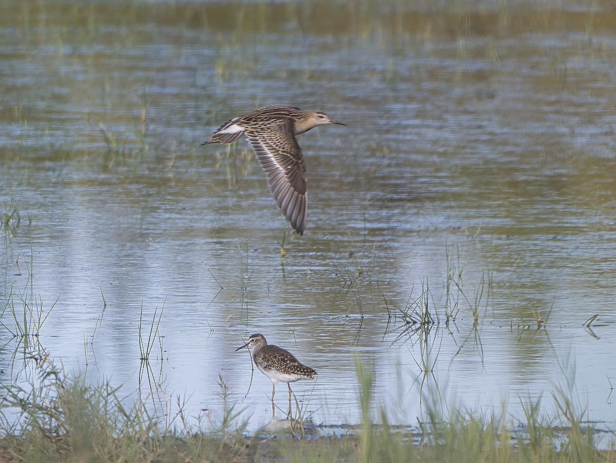 Ruff - ML642715244