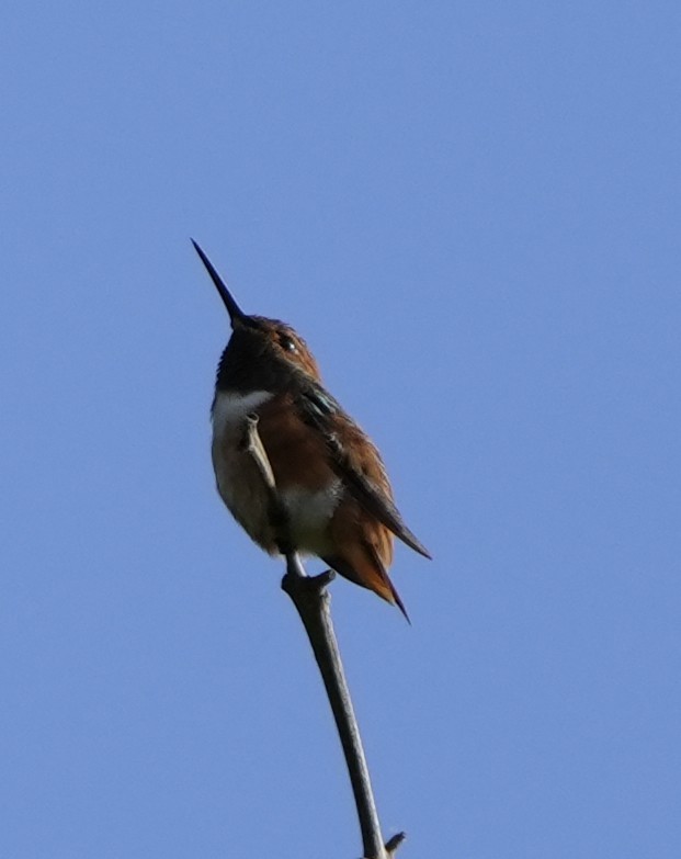Allen's Hummingbird - ML642715246