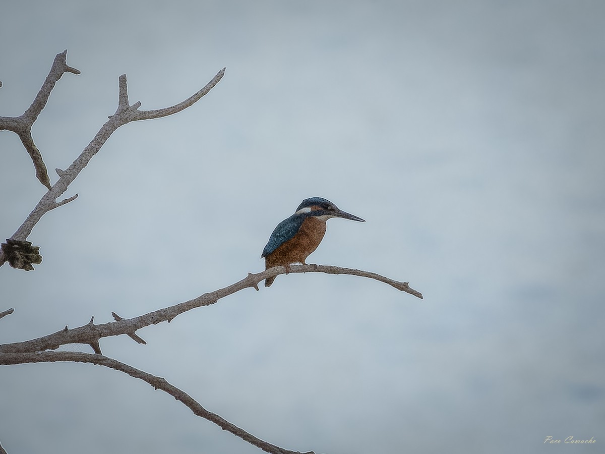 Common Kingfisher - ML642715248