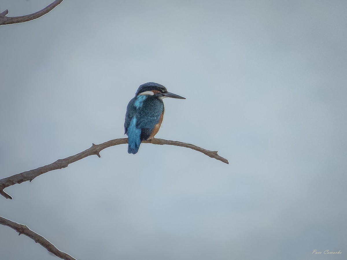 Common Kingfisher - ML642715249