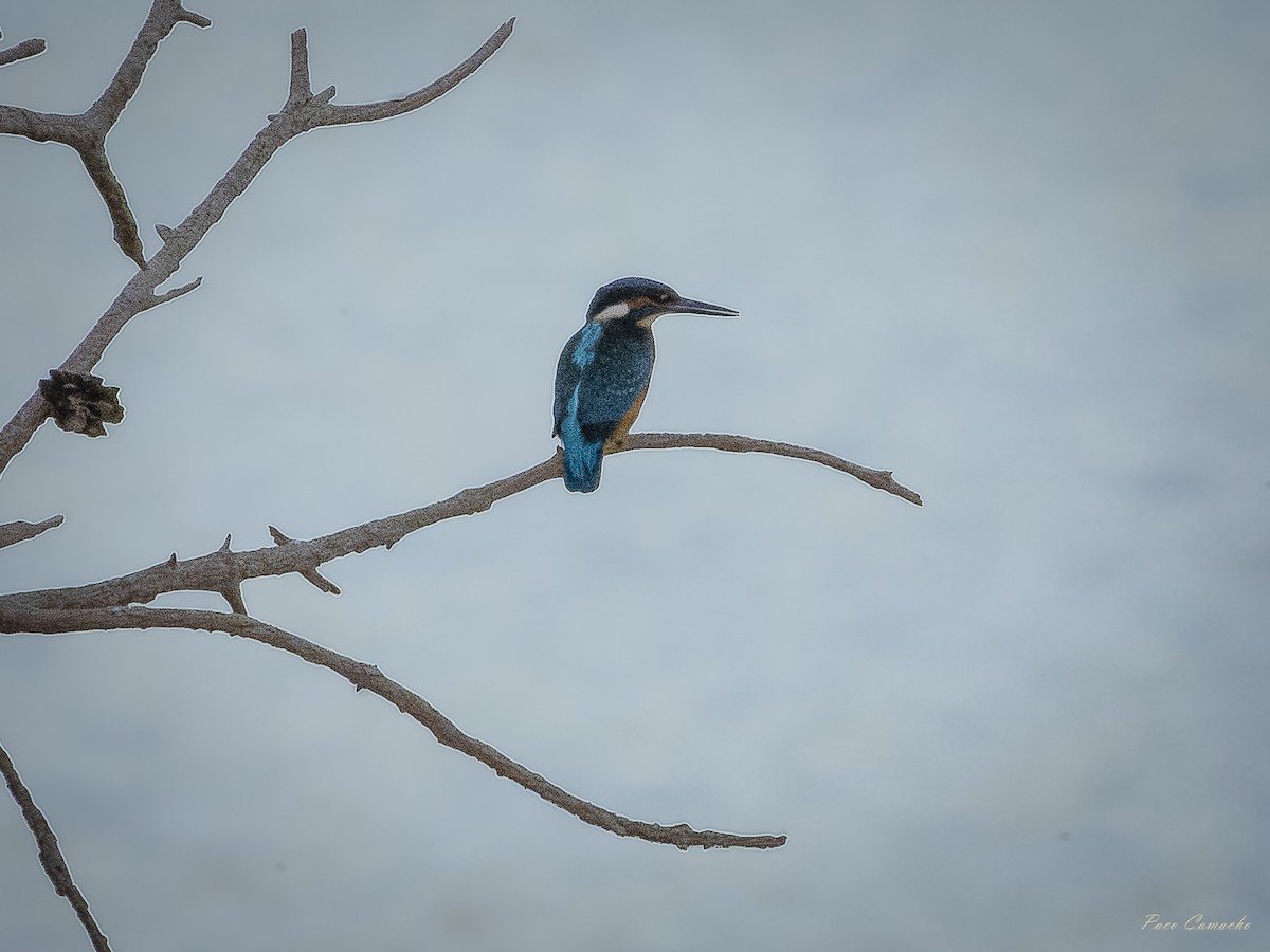 Common Kingfisher - ML642715250