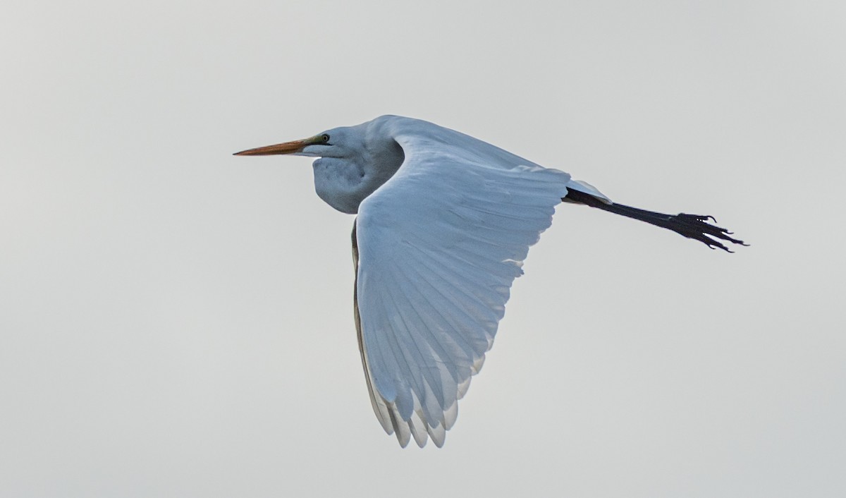 Great Egret - ML642715257