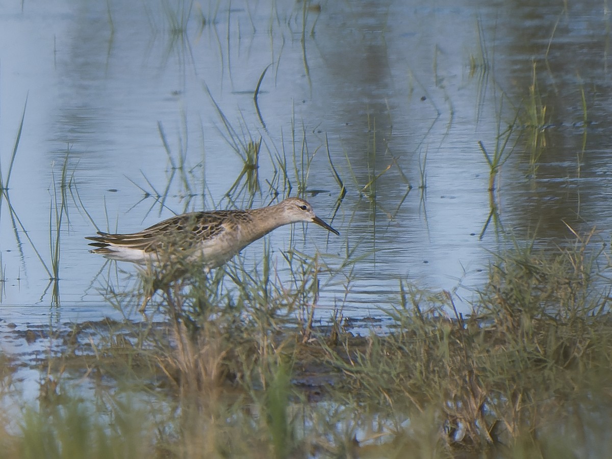 Ruff - ML642715259
