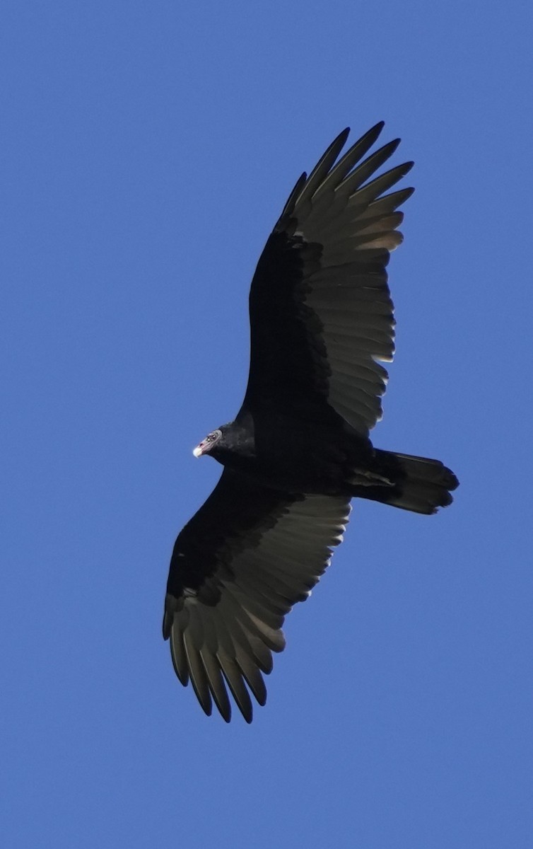 Turkey Vulture - ML642715265
