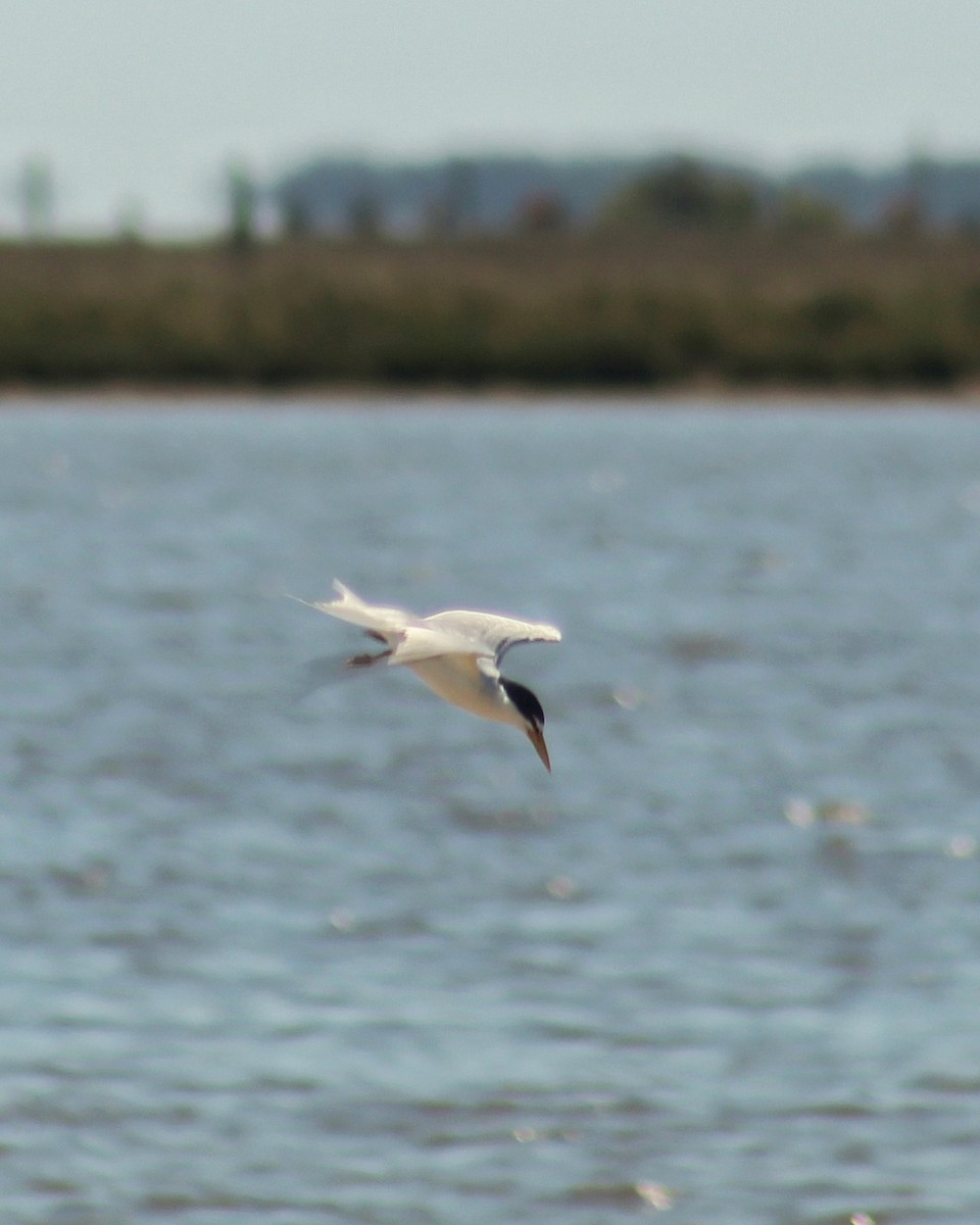 Yellow-billed Tern - ML642715273