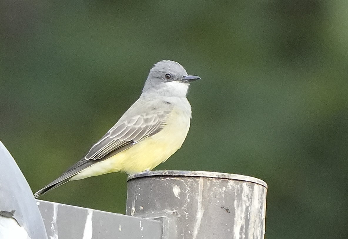 Cassin's Kingbird - ML642715278