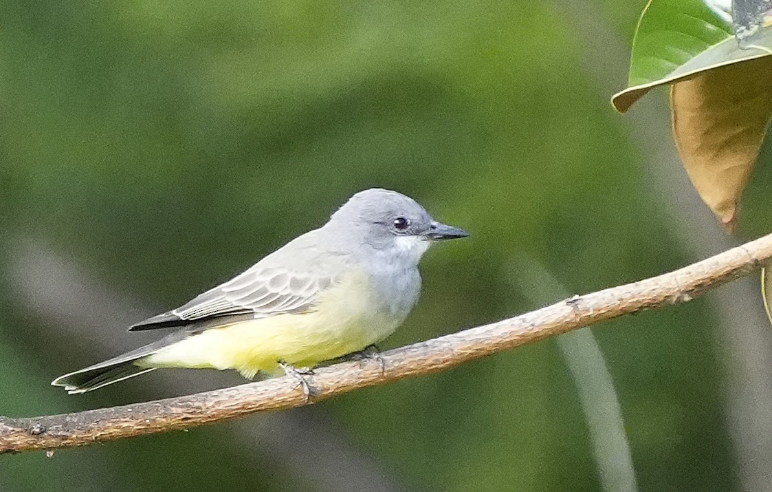 Cassin's Kingbird - ML642715279