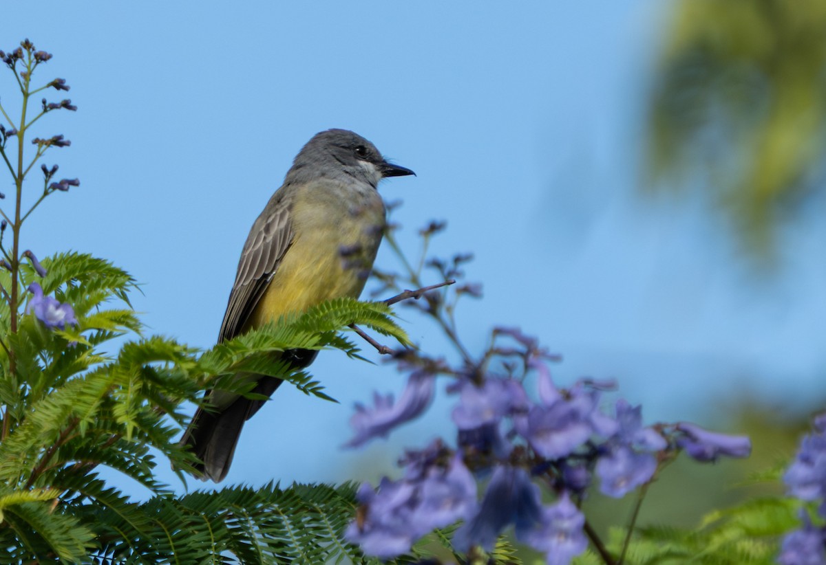 Cassin's Kingbird - ML642715280