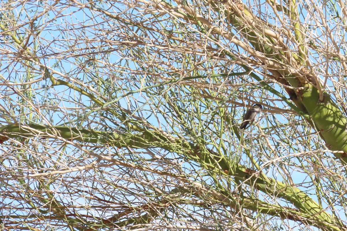 Costa's Hummingbird - ML642715295