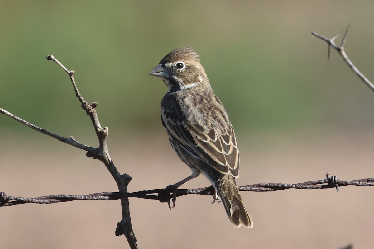 Lark Bunting - ML642715306