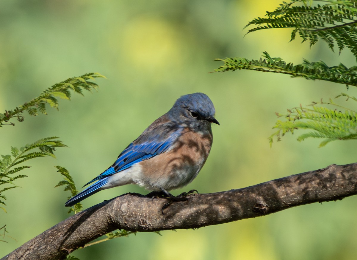 Western Bluebird - ML642715307