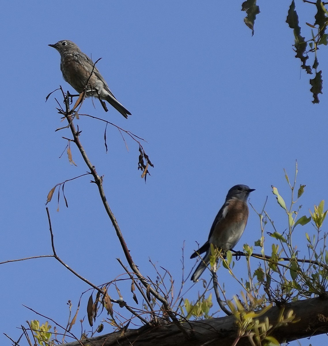 Western Bluebird - ML642715308