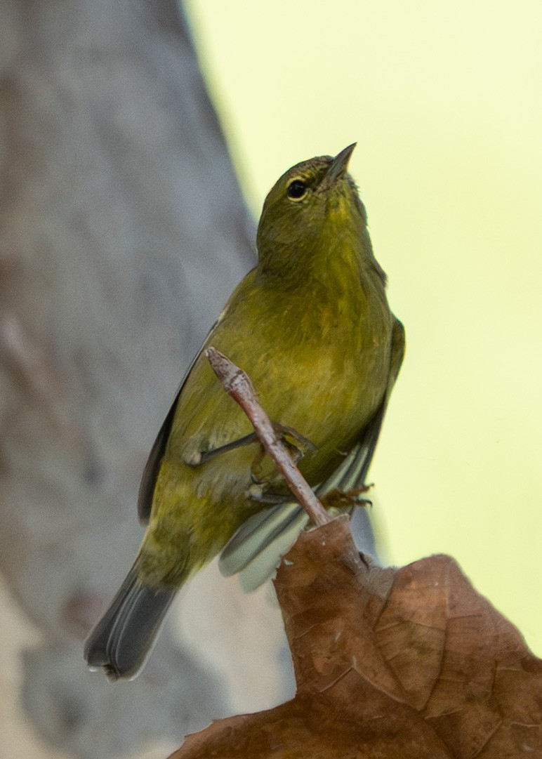 Orange-crowned Warbler - ML642715319