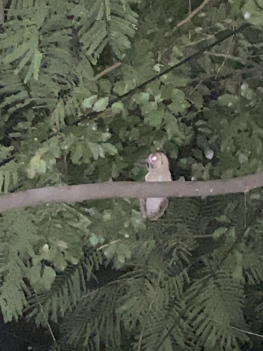 Indian Scops-Owl - ML642715326