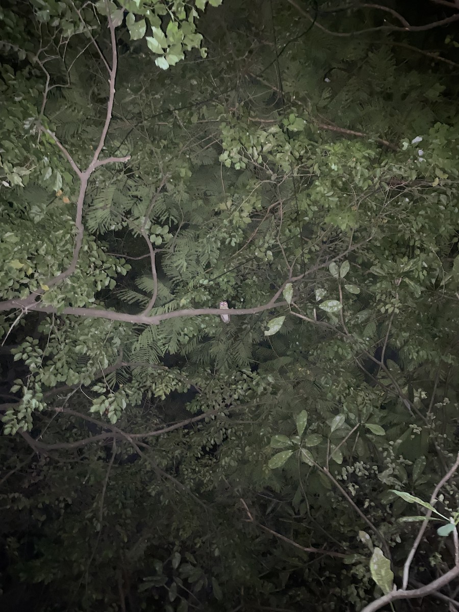 Indian Scops-Owl - ML642715327