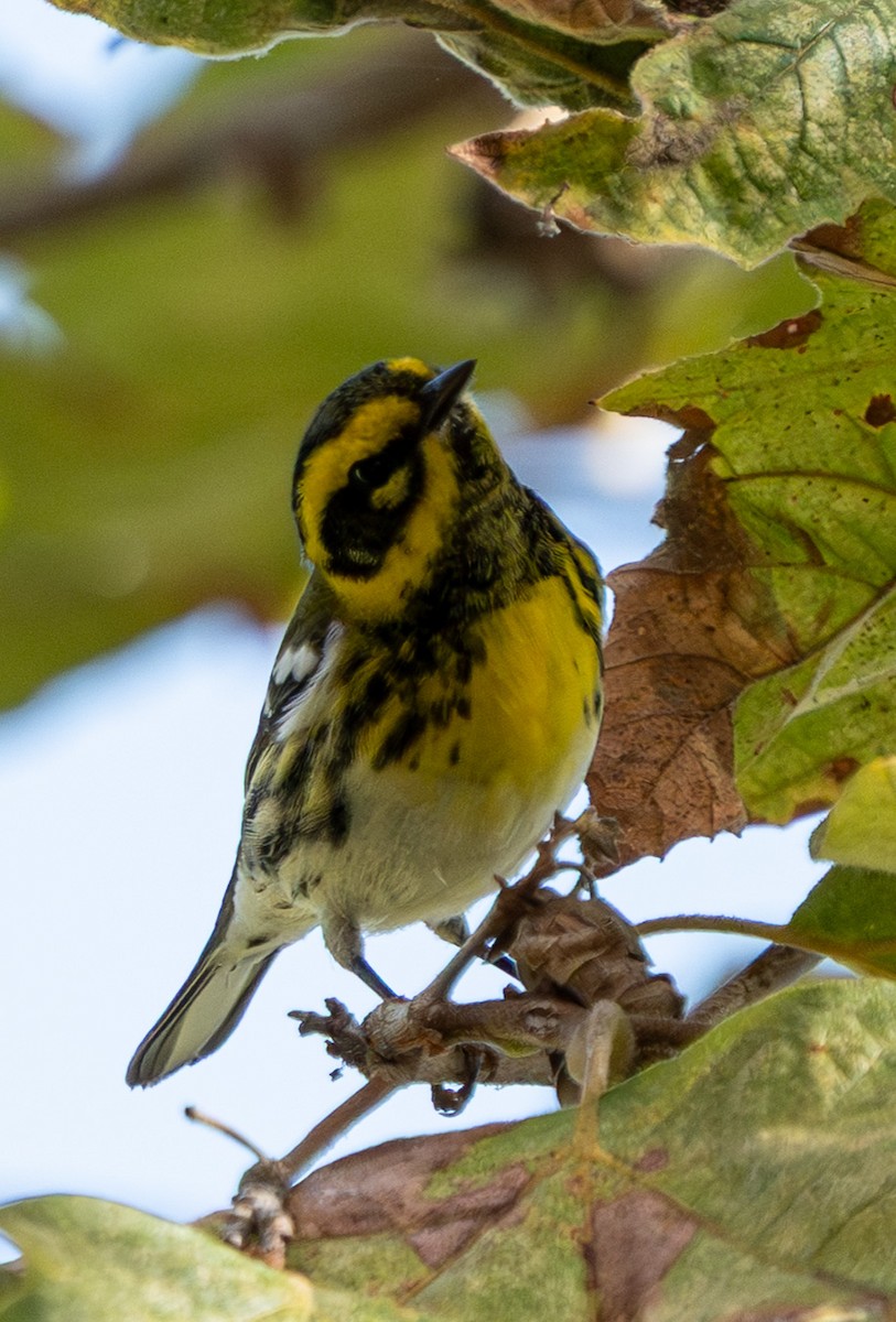 Townsend's Warbler - ML642715329