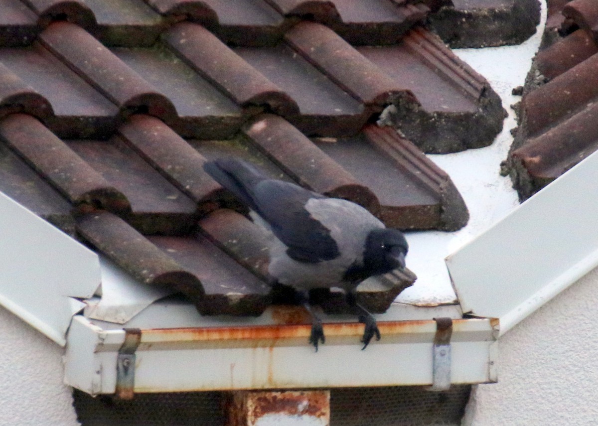 Hooded Crow - ML642715346