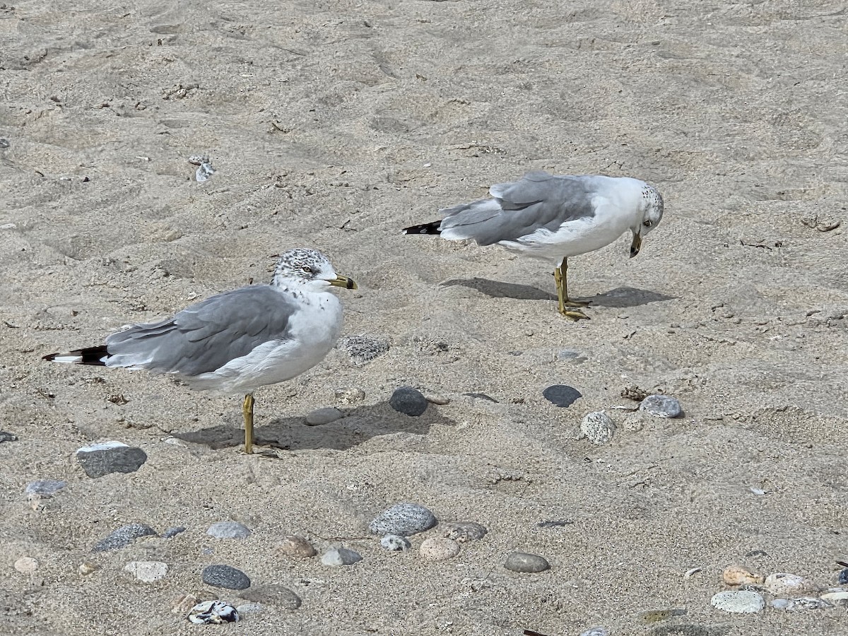 Ring-billed Gull - ML642715347