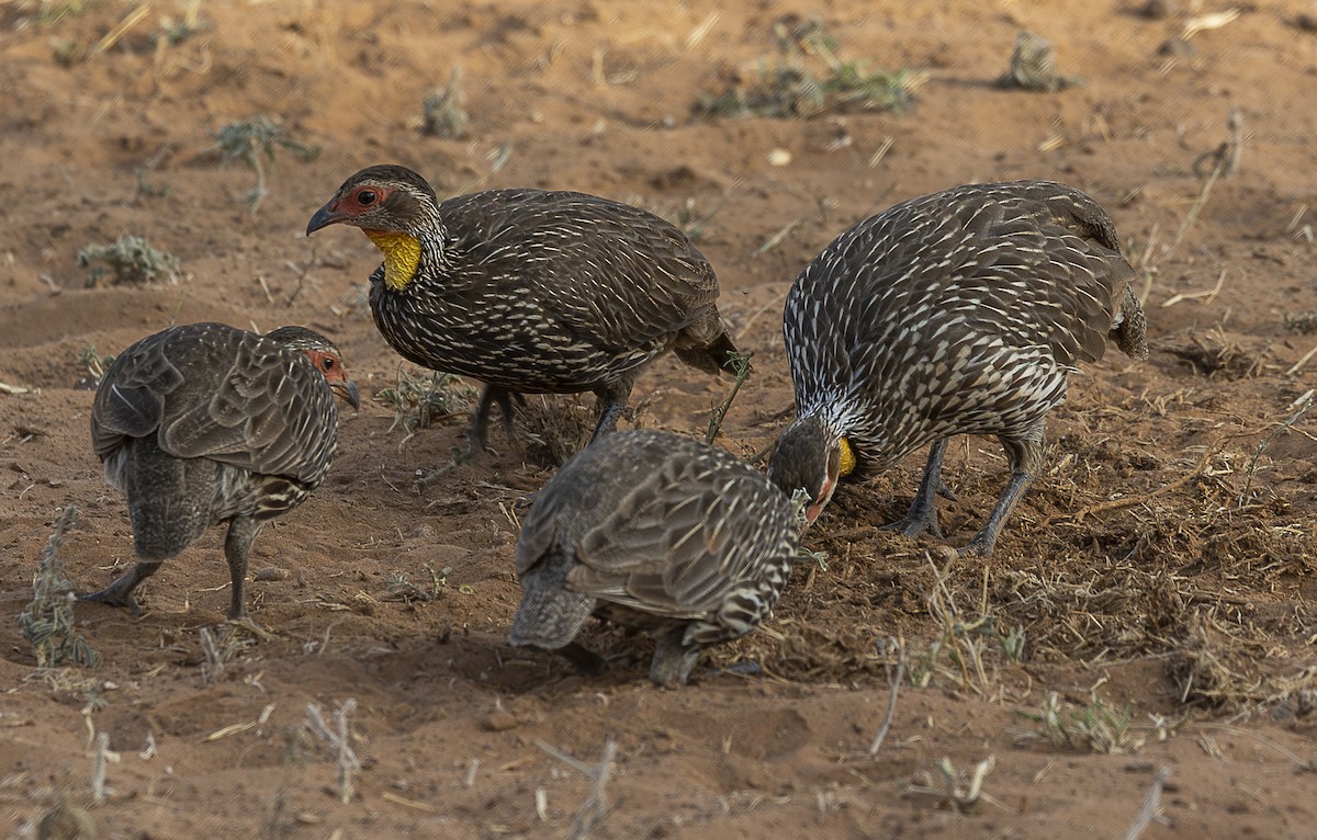 Yellow-necked Spurfowl - ML642715357