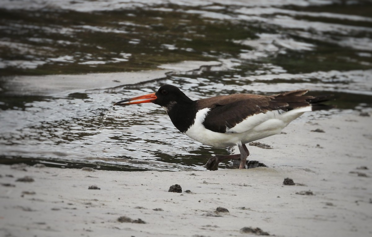 Eurasian Oystercatcher - ML642715358