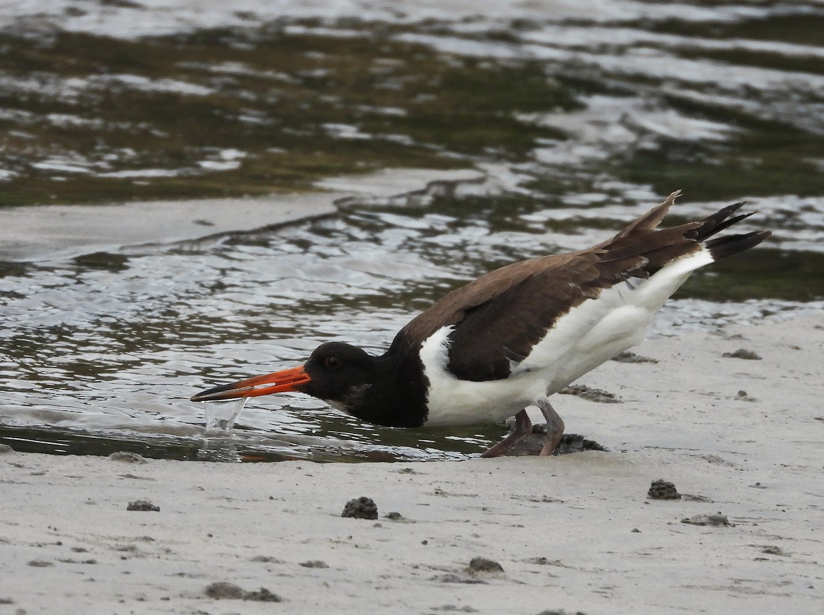 Eurasian Oystercatcher - ML642715368