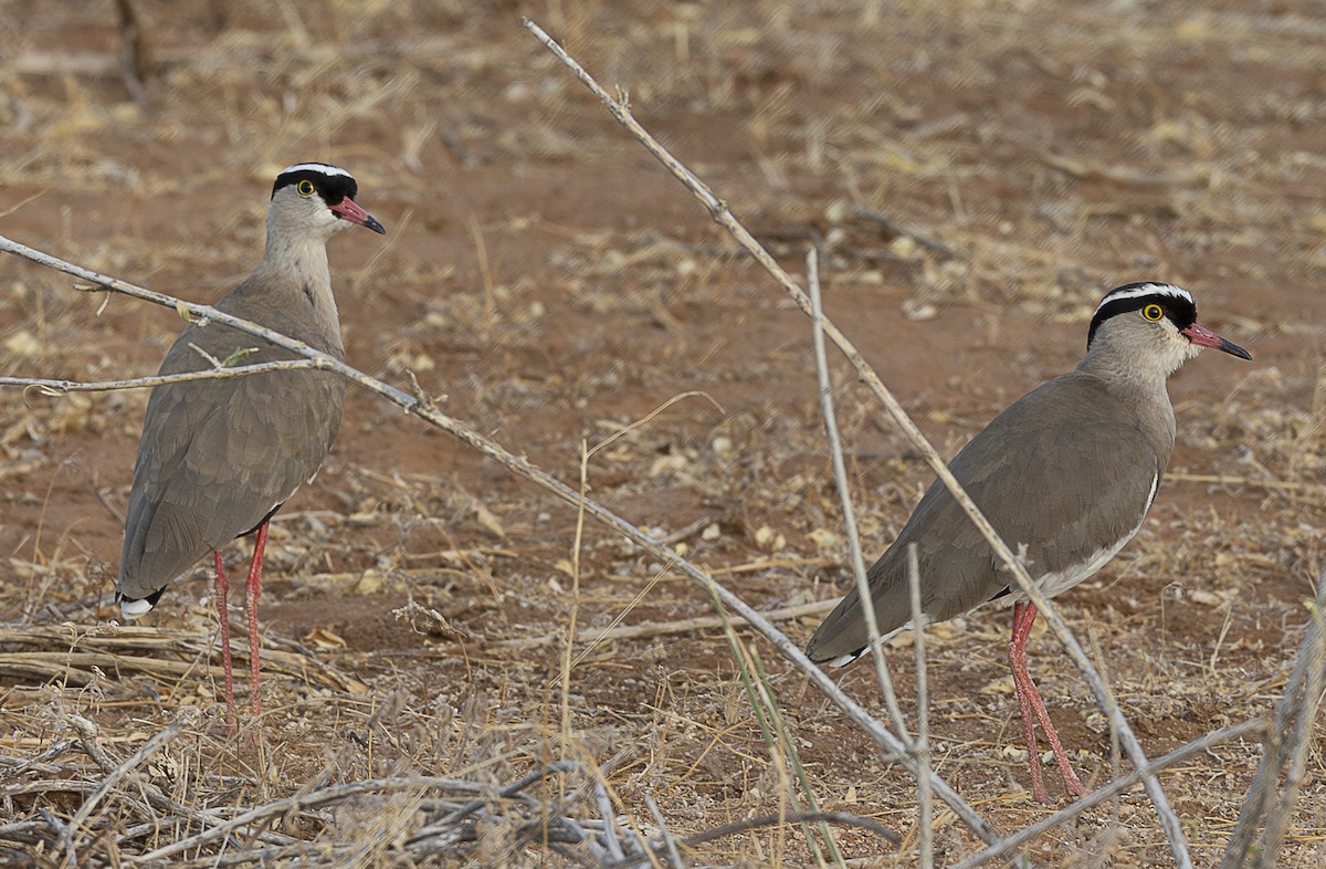 Crowned Lapwing - ML642715375