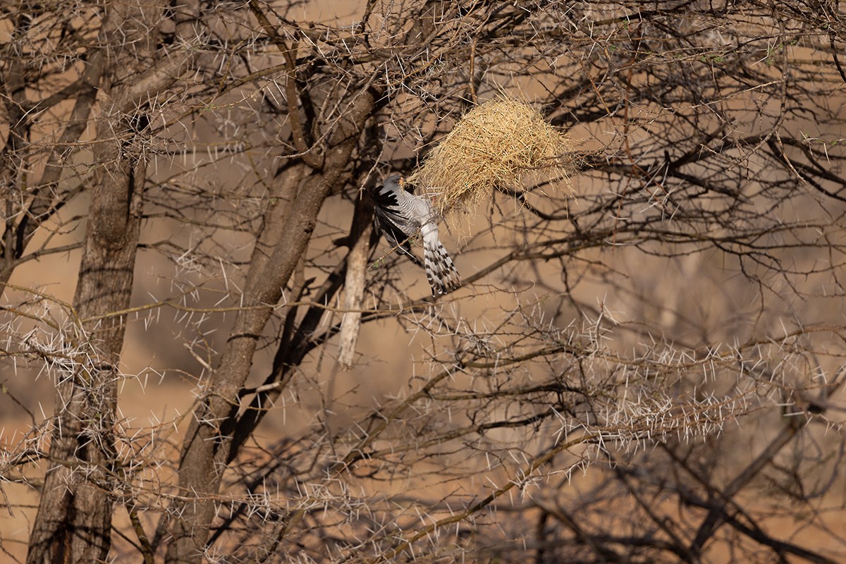 Gabar Goshawk - ML642715396