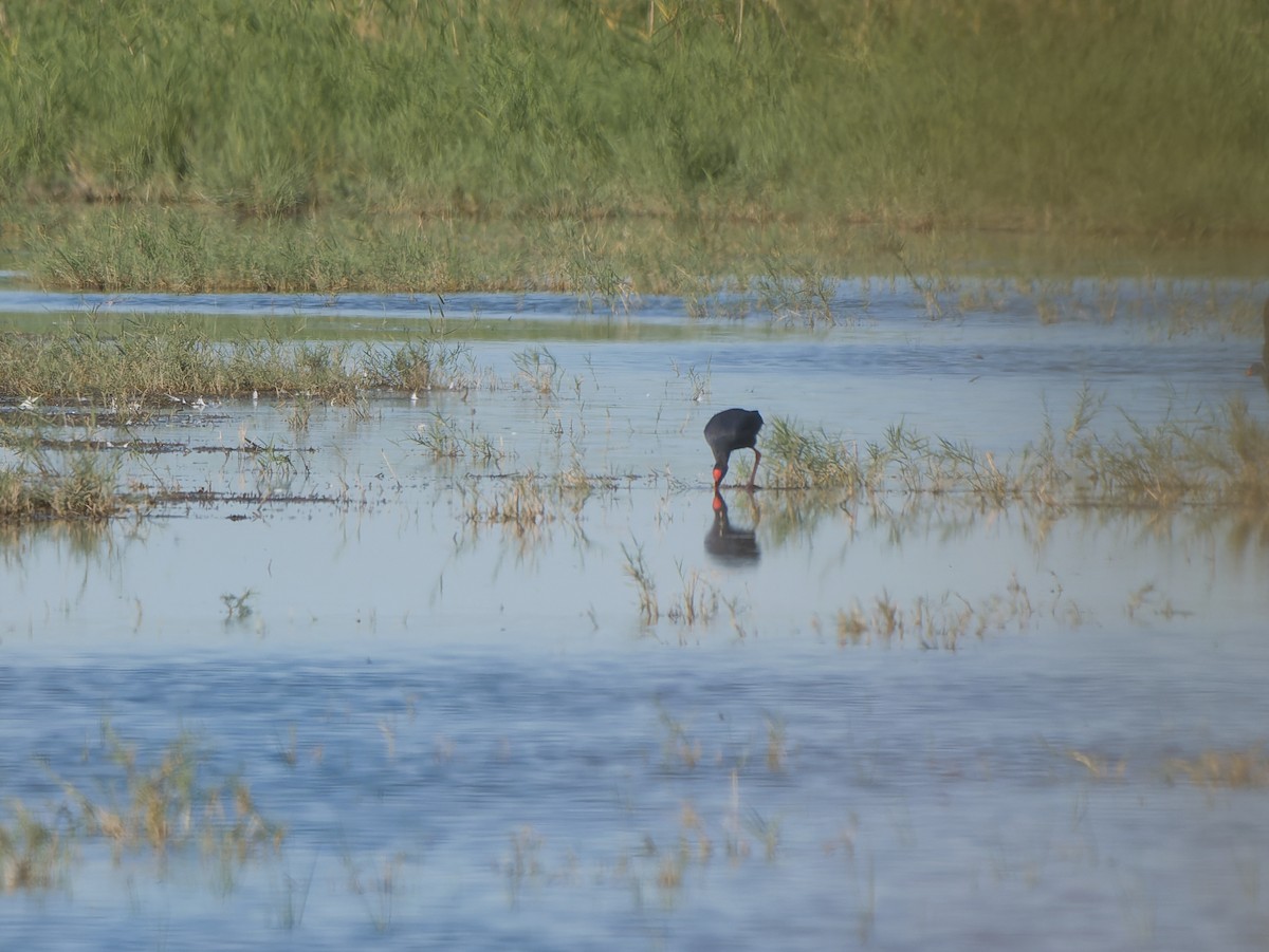 Western Swamphen - ML642715400