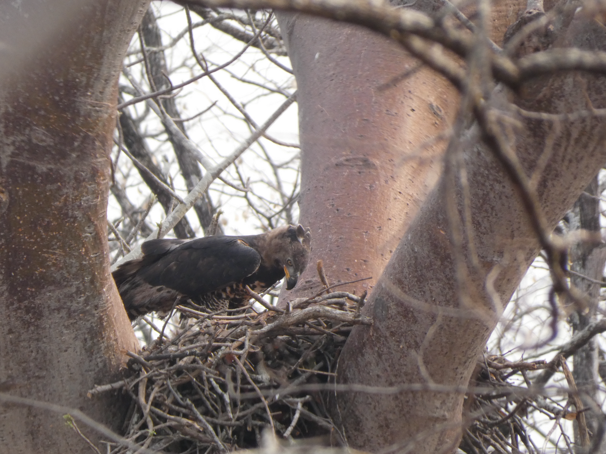 Crowned Eagle - ML642715401