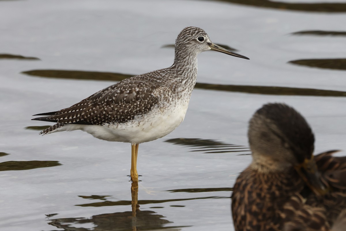 Greater Yellowlegs - ML642715405