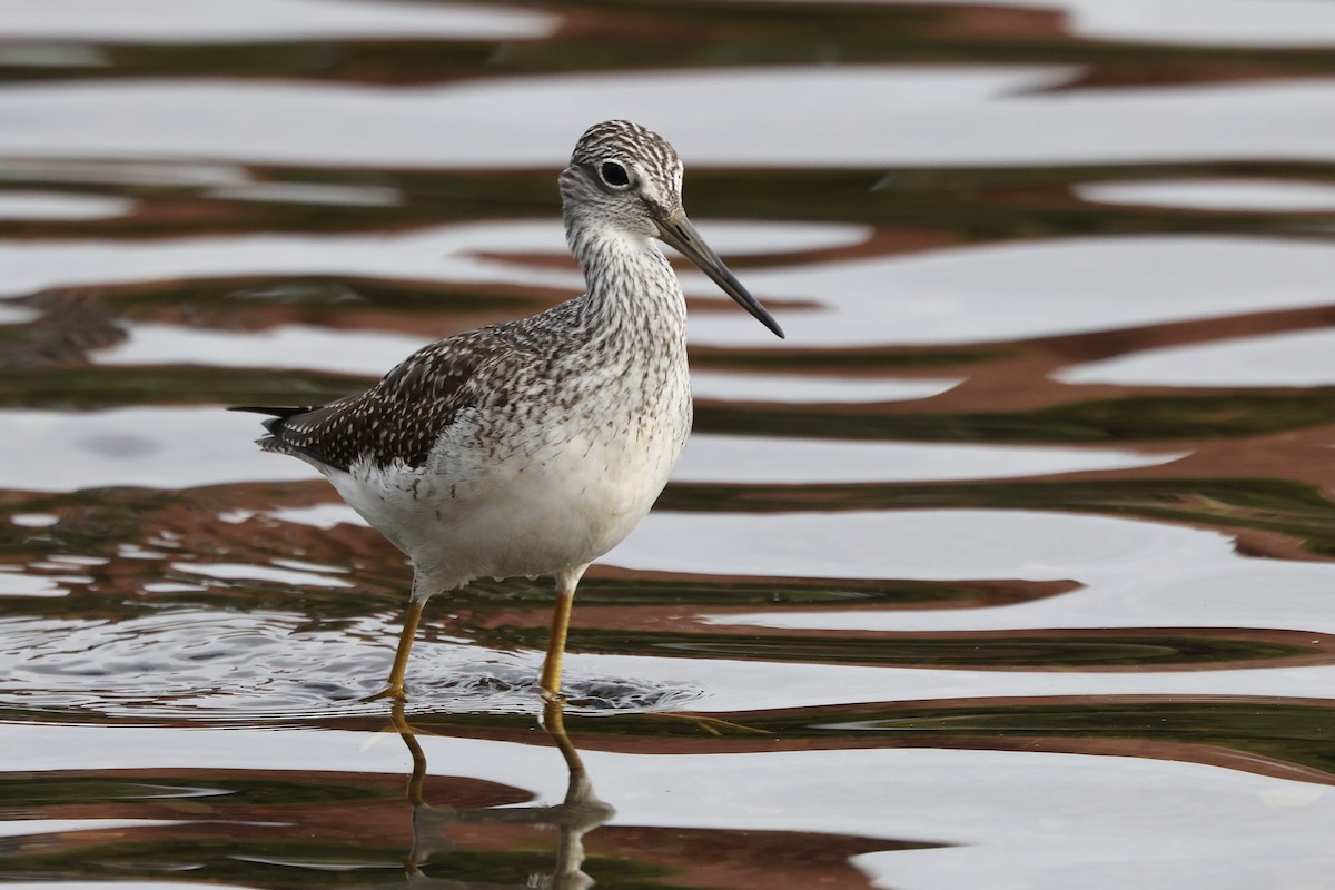 Greater Yellowlegs - ML642715406