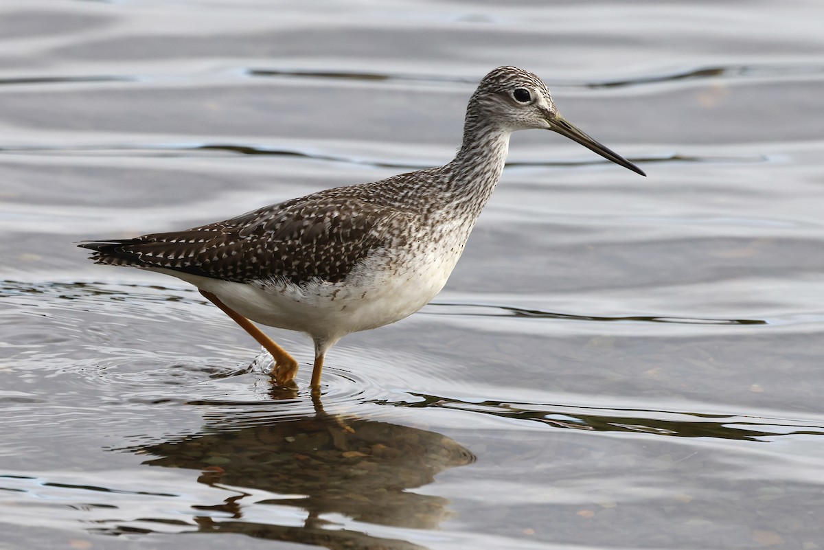 Greater Yellowlegs - ML642715408