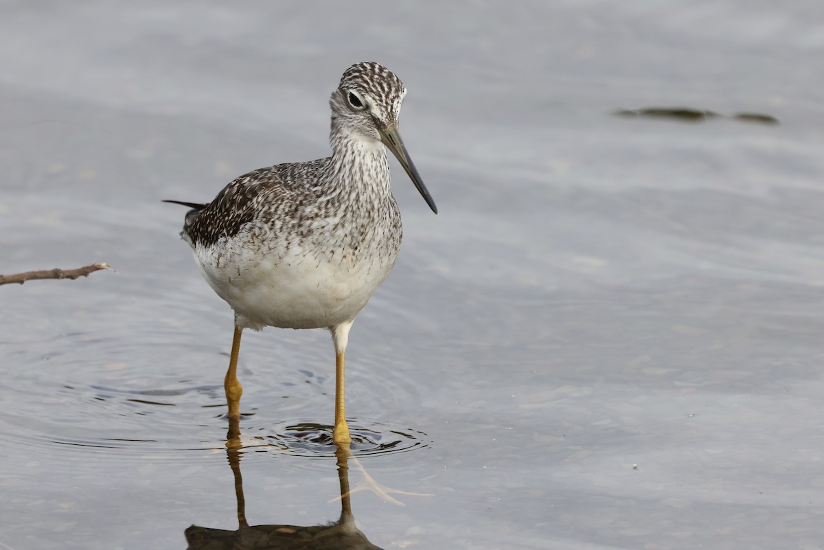 Greater Yellowlegs - ML642715410