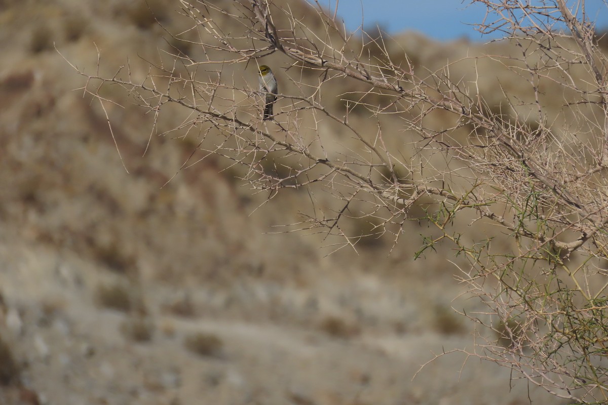 Verdin - ML642715411