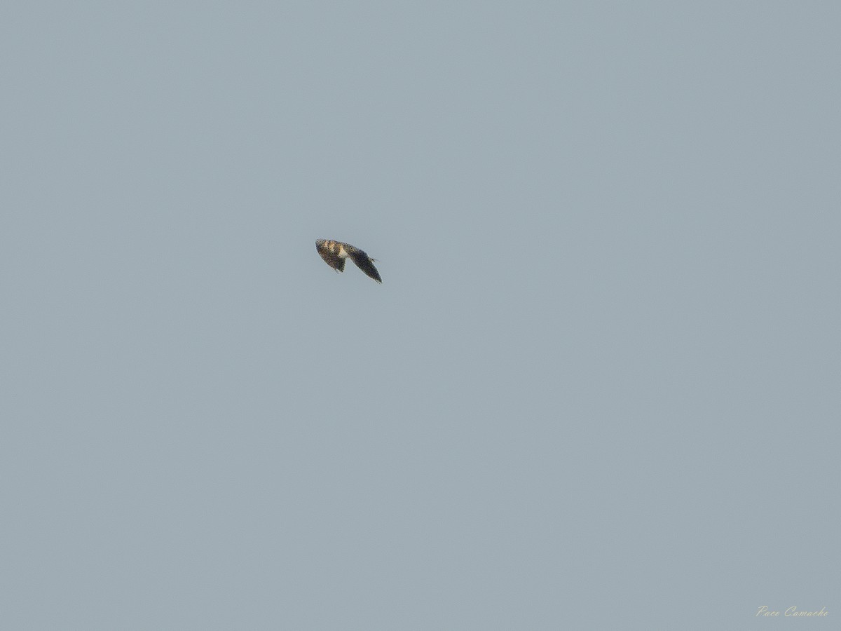 Northern Lapwing - ML642715417